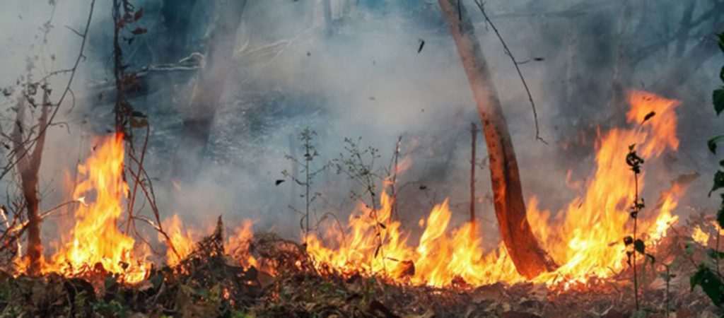 Incendio vegetal