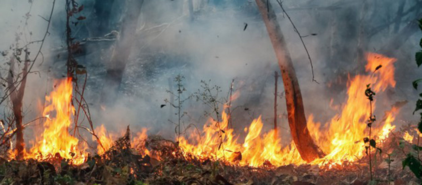 Incendio vegetal