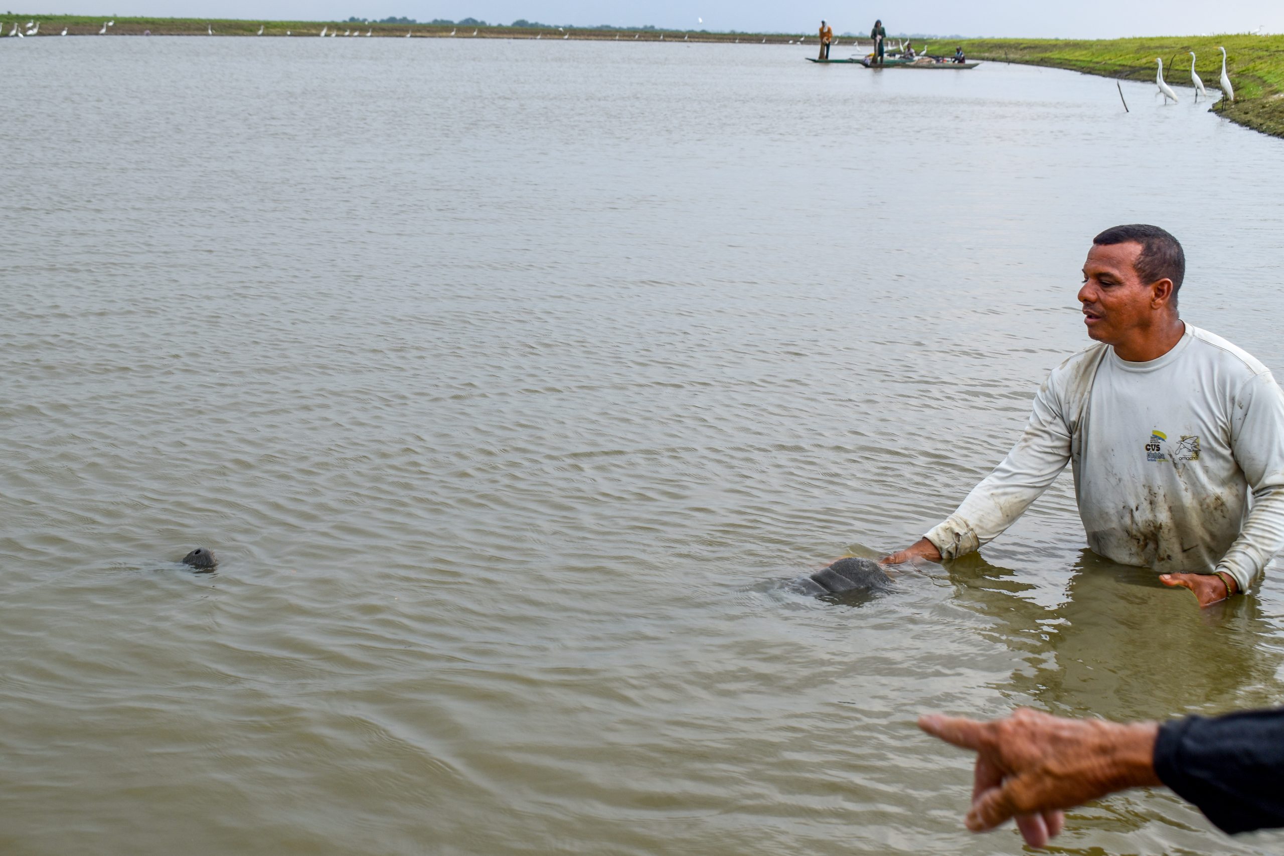 hombre en el mar con un manatí