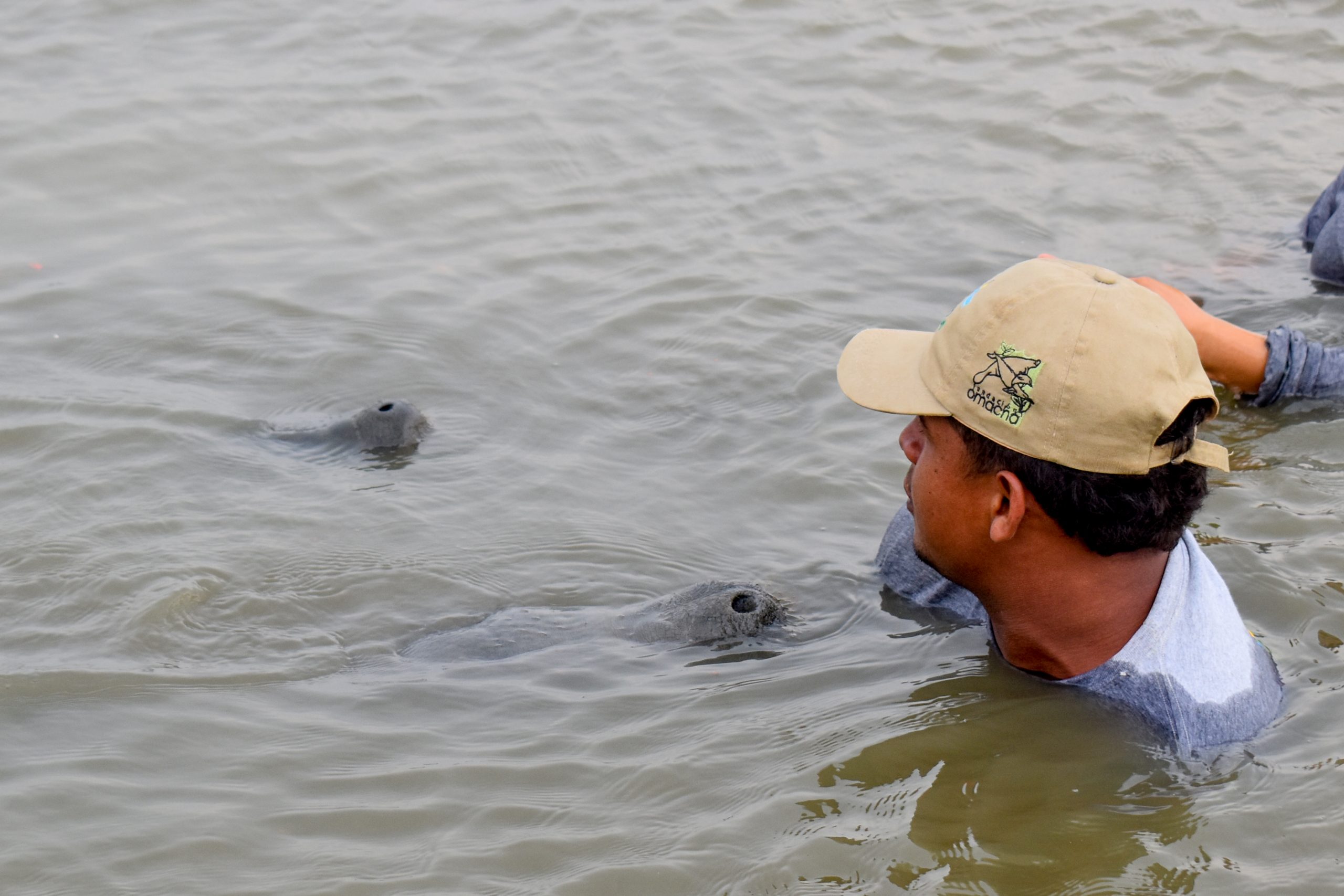 Hombre con gorra en una cinaga cerca a manatís