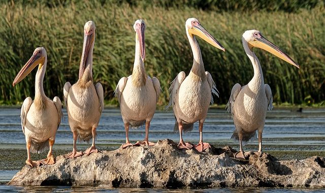 Grupo De Pelicanos En La Naturaleza