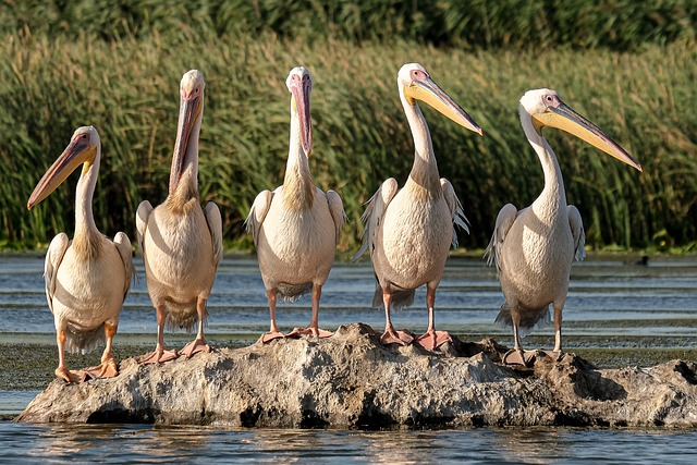 Grupo De Pelicanos En La Naturaleza