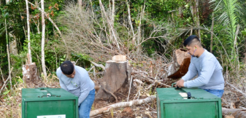 Dos Hombre Libreran A Dos Pumas Que Estan En Unos Guacales En El Parque Natural Del Paramillo