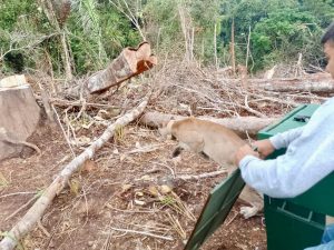 Puma es liberado en el parque natural del paramill, salta del guacal en libertad luego que un hombre abriera las puestas