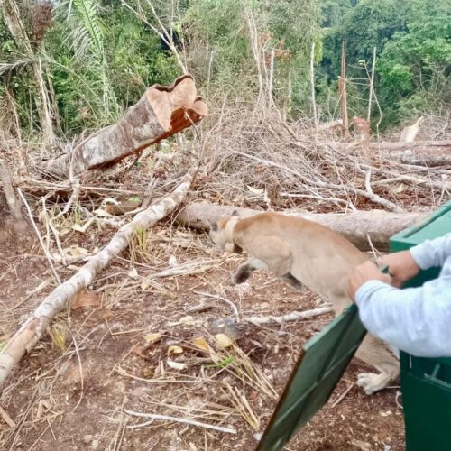 Puma Es Liberado En El Parque Natural Del Paramill, Salta Del Guacal En Libertad Luego Que Un Hombre Abriera Las Puestas