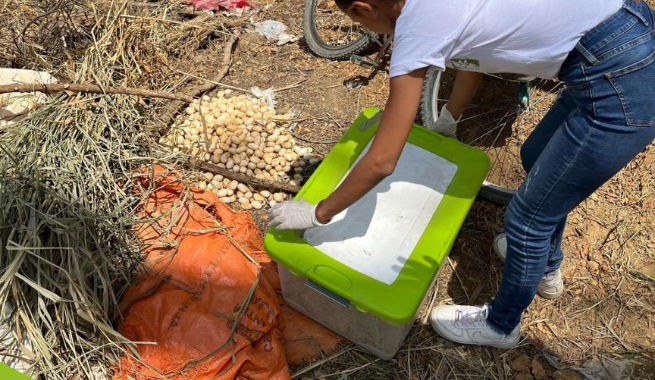 Imagen De Mujer Manipulando Nidos De Iguanas